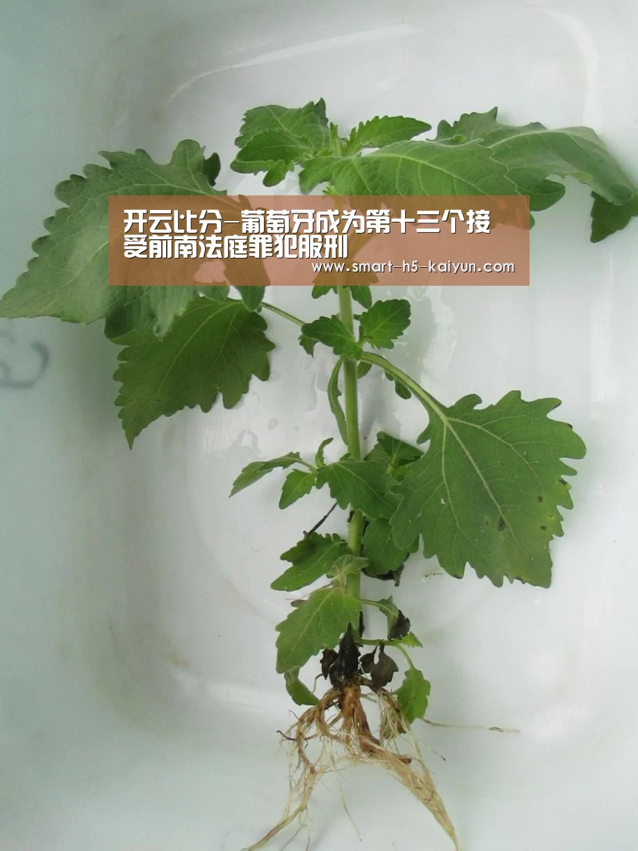 开云比分-葡萄牙成为第十三个接受前南法庭罪犯服刑(图1) 开云体育官方入口